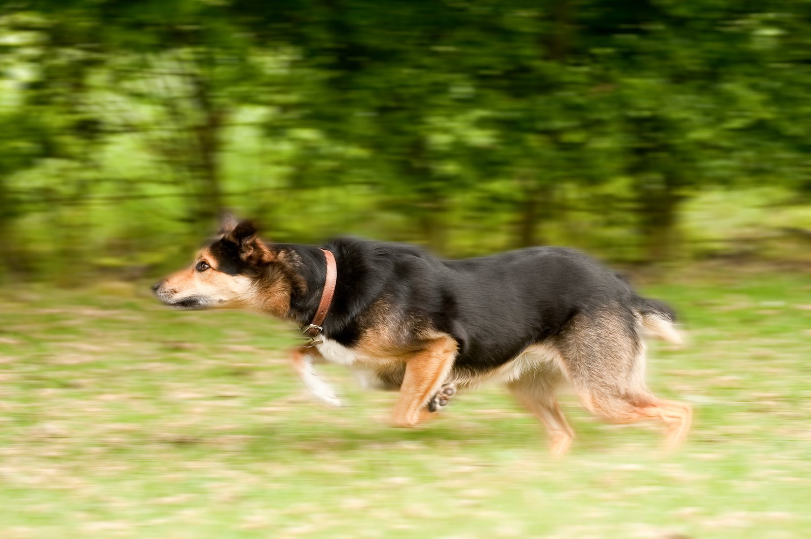 Cachorro correndo com jelly dog